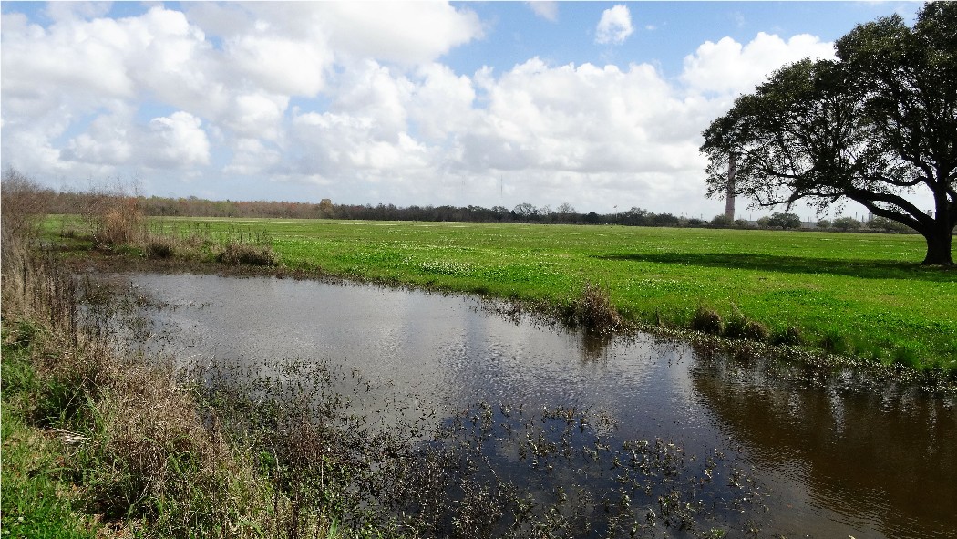 Chalmette_Battlefield_3