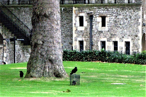 Tower_of_London_Ravens