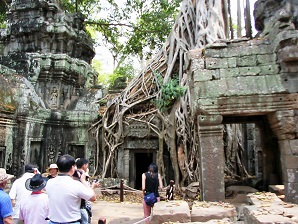 Tree_Roots_around_Buildings